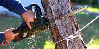 Best Commercial Tree Services  in Rosemount, MN