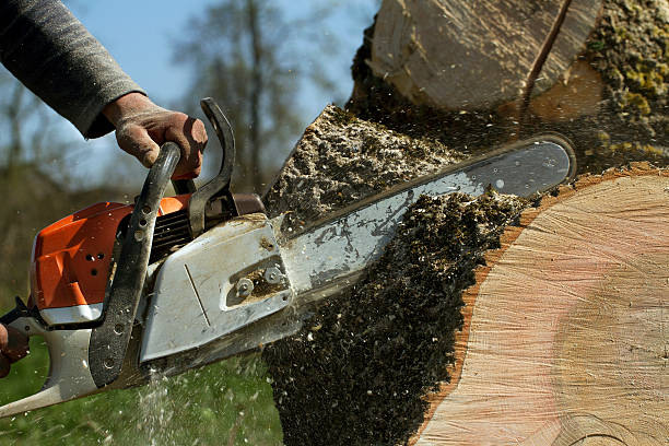 Why Choose Our Tree Removal Services in Rosemount, MN?